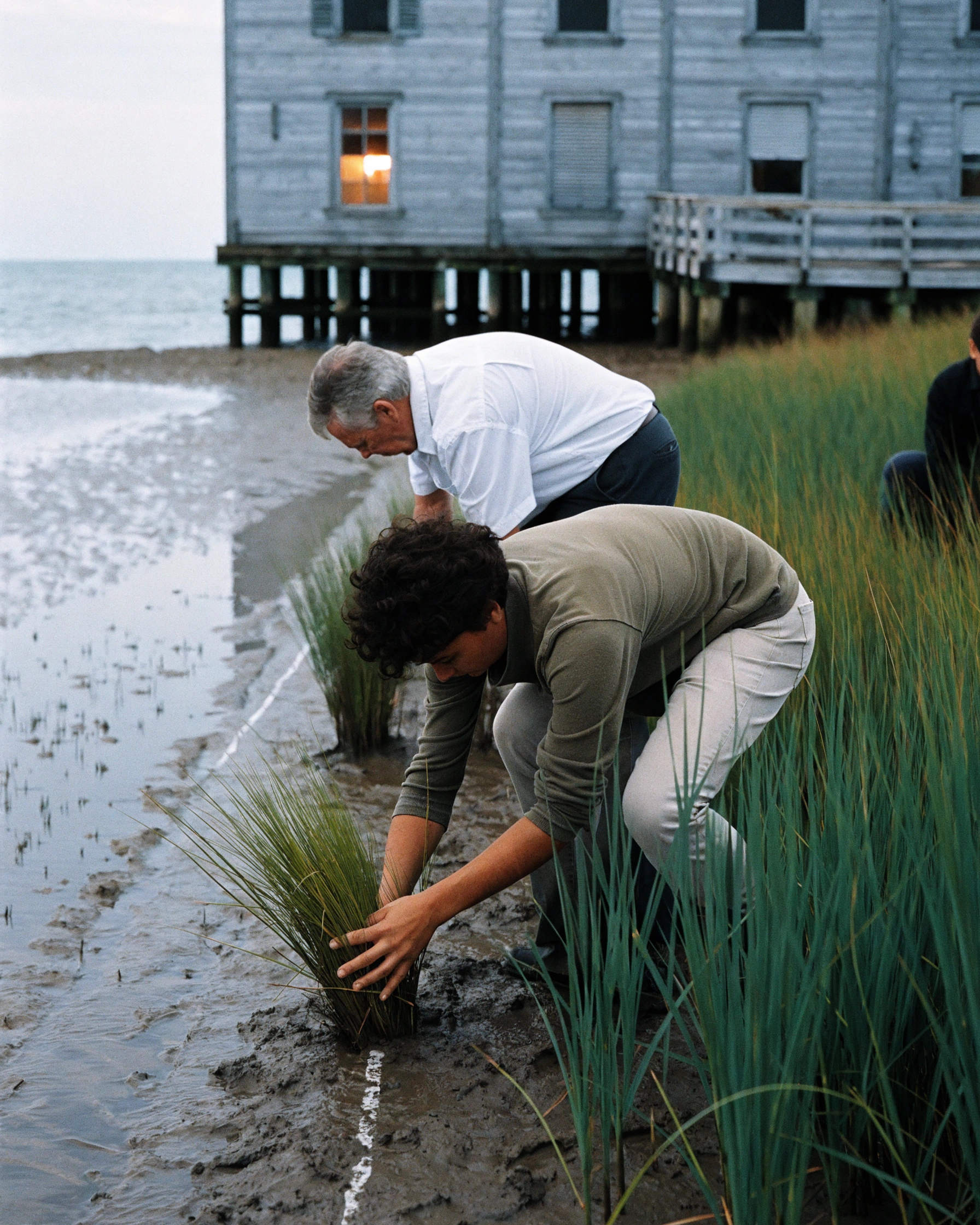 A local crew plants reeds along a measured section of the bank.